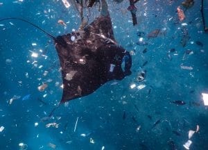 manta ray Bali plastic pollution ocean