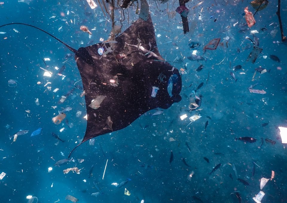 manta ray Bali plastic pollution ocean