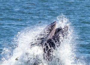 Marine mammals gotham whale artie raslich