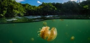 Simon Lorenz underwater photography Paulau jellyfish