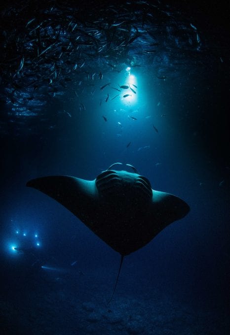 Simon Lorenz underwater photography manta ray