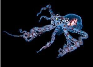Simon Lorenz underwater photography blackwater