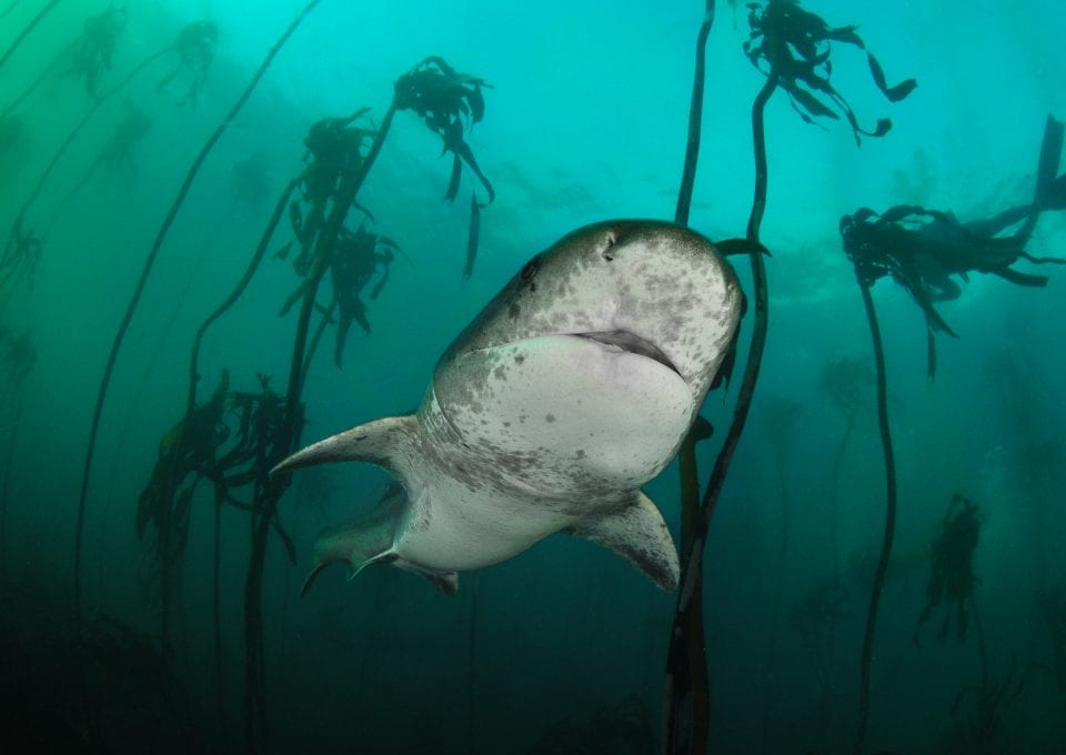 Simon Lorenz underwater photography shark