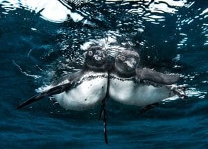 underwater photography Simon Lorenz Galapagos