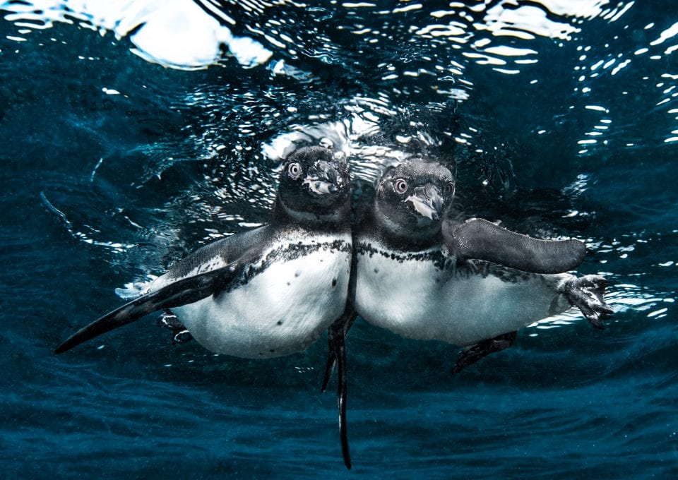 underwater photography Simon Lorenz Galapagos