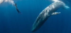 Underwater photography Simon Lorenz blue whale