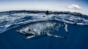 Mako sharks Atlantic fisheries