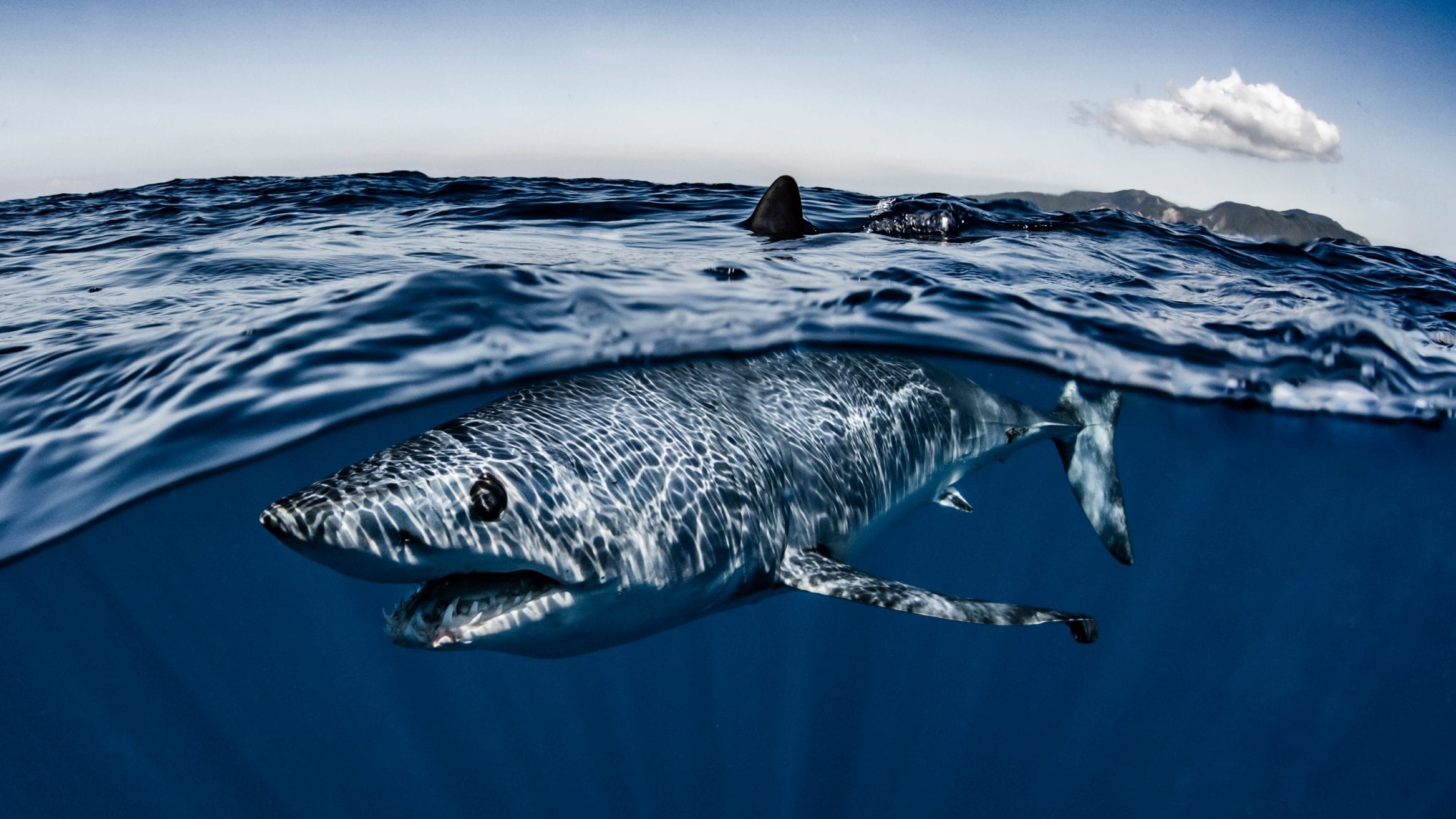 Vital Protections For Endangered Mako Shark Blocked At Iccat