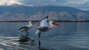 Dalmatian pelicans lake kerkini