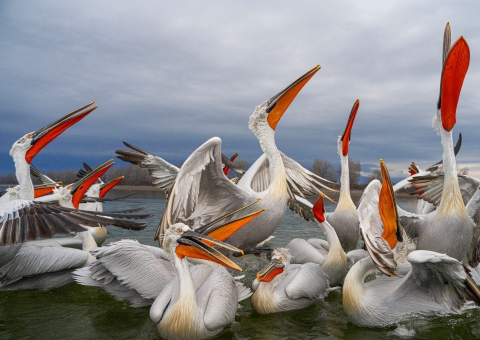 Dalmatian pelicans lake kerkini