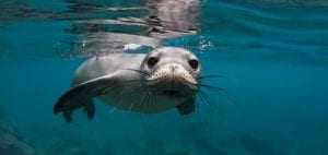 Underwater photographer Amanda Cotton monk seal