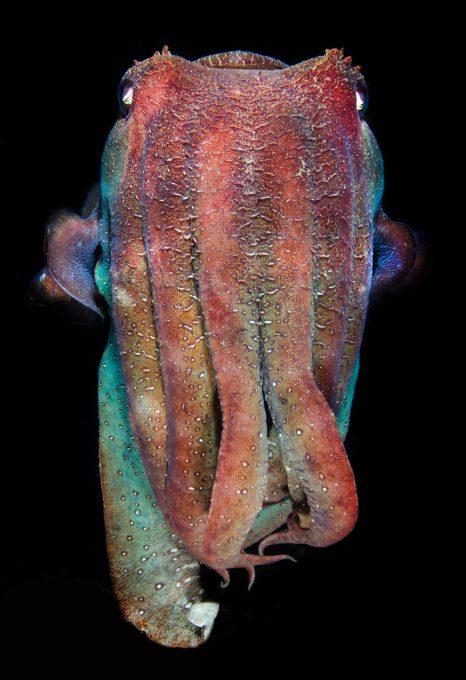 Underwater photographer Amanda Cotton cuttlefish