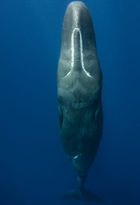 Underwater photographer Amanda Cotton sperm whale