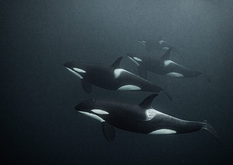 Underwater photographer Amanda Cotton orcas