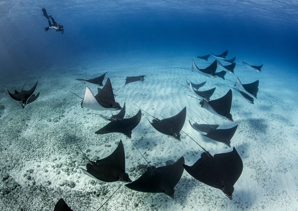 Underwater photographer Amanda Cotton rays