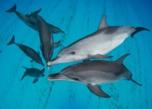Underwater photographer Amanda Cotton dolphins