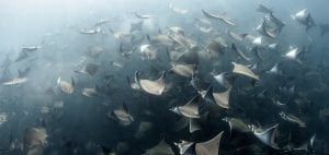 Mobula rays Jay Clue underwater photographer
