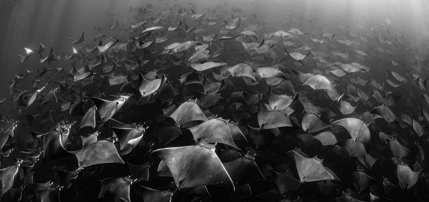 Mobula rays Jay Clue ocean photo
