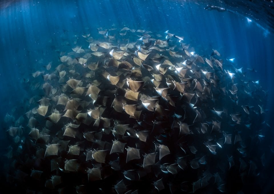 Mobula rays Jay Clue underwater photo