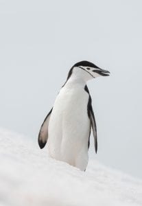 Greenpeace Pole to Pole Penguins Antarctica chinstrap penguin