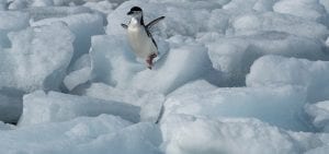 Greenpeace Pole to Pole Penguins Antarctica chinstrap ice jump