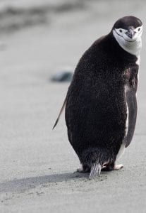 Greenpeace Pole to Pole Penguins Antarctica chinstrap blue steel