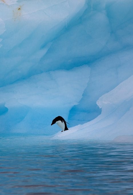 Greenpeace Pole to Pole Penguins Antarctica Adélie penguin