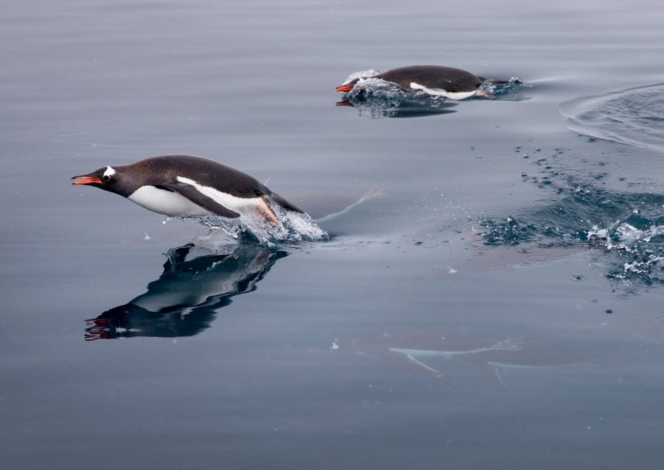 Greenpeace Pole to Pole Penguins Antarctica swimming