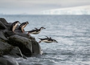 Greenpeace Pole to Pole Penguins Antarctica chinstrap penguins