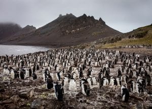 Greenpeace Pole to Pole Penguins Antarctica chinstraps