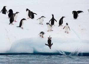 Greenpeace Pole to Pole Penguins Antarctica penguin dive