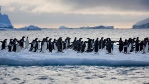 Greenpeace Pole to Pole Chinstrap Penguins sea ice