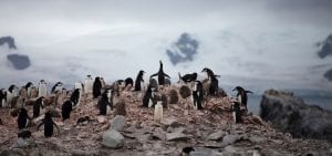 Greenpeace Pole to Pole Chinstrap Penguins colony