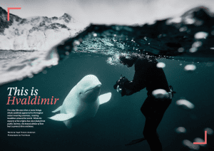 Hvaldimir, beluga whale, Issue 13, Oceanographic