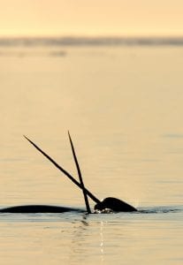 Narwhal Eric Baccega