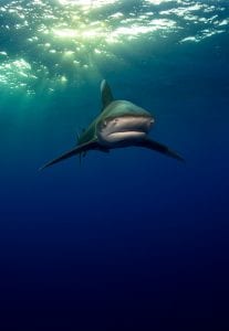 Oceanic whitetip shark Joe Daniels