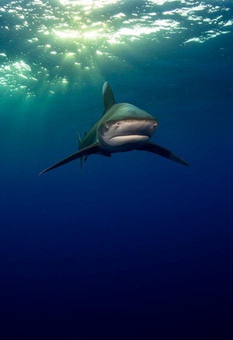 Oceanic whitetip shark Joe Daniels