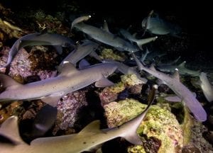 cocos island costa rica school sharks