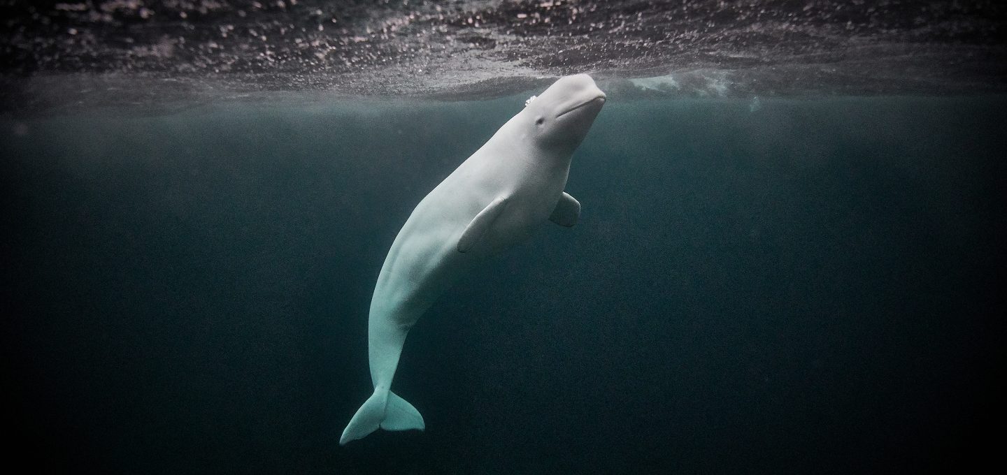 Hvaldimir Fred Buyle Norway beluga whale