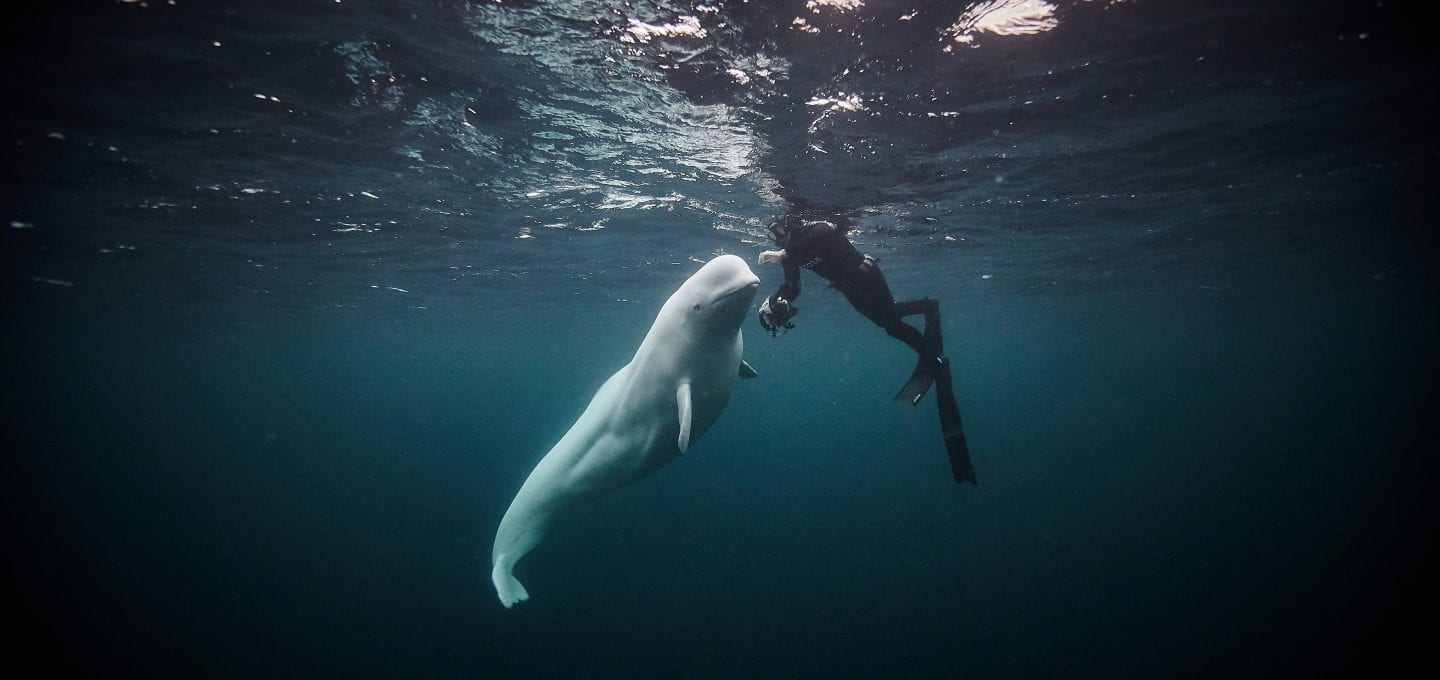 Hvaldimir Fred Buyle Norway beluga whale underwater photographer