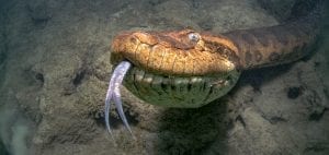 Franco Banfi Isotta photographer sea snake