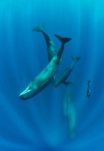 Franco Banfi Isotta photographer whales