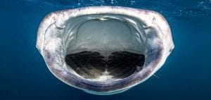 whale sharks Djibouti filter feeders