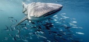 whale sharks Djibouti school