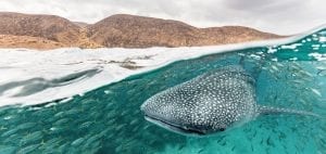 whale sharks Djibouti mountains