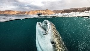 whale sharks Djibouti feeding