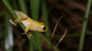 Pickersgill's Reed Frog Threatened Amphibian Programme Dr Jeanne Tarrant Endangered Wildlife Trust crop
