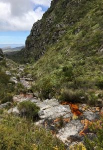 Table Mountain Threatened Amphibian Programme Dr Jeanne Tarrant Endangered Wildlife Trust