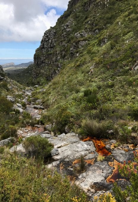Table Mountain Threatened Amphibian Programme Dr Jeanne Tarrant Endangered Wildlife Trust