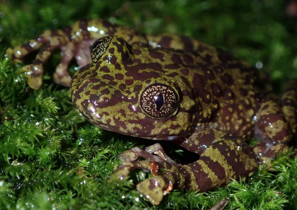 Table Mountain Ghost Frog Threatened Amphibian Programme Dr Jeanne Tarrant Endangered Wildlife Trust